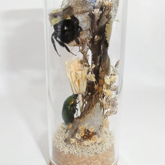 Scorpion Green Chafer Beetle Wasp Nest Bee & Crystal Oddity Jar taxidermy - Picture 9 of 16